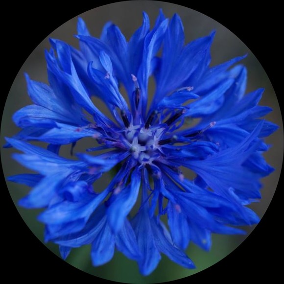cornflower1980